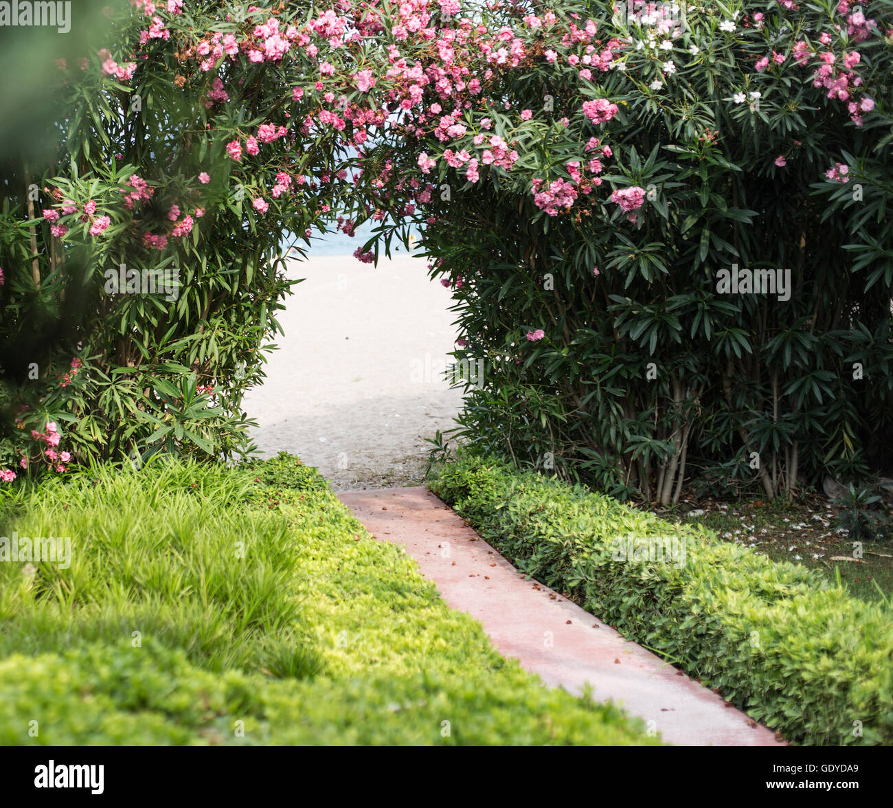 Natural blooming arch over the path in the garden. Stock Photo