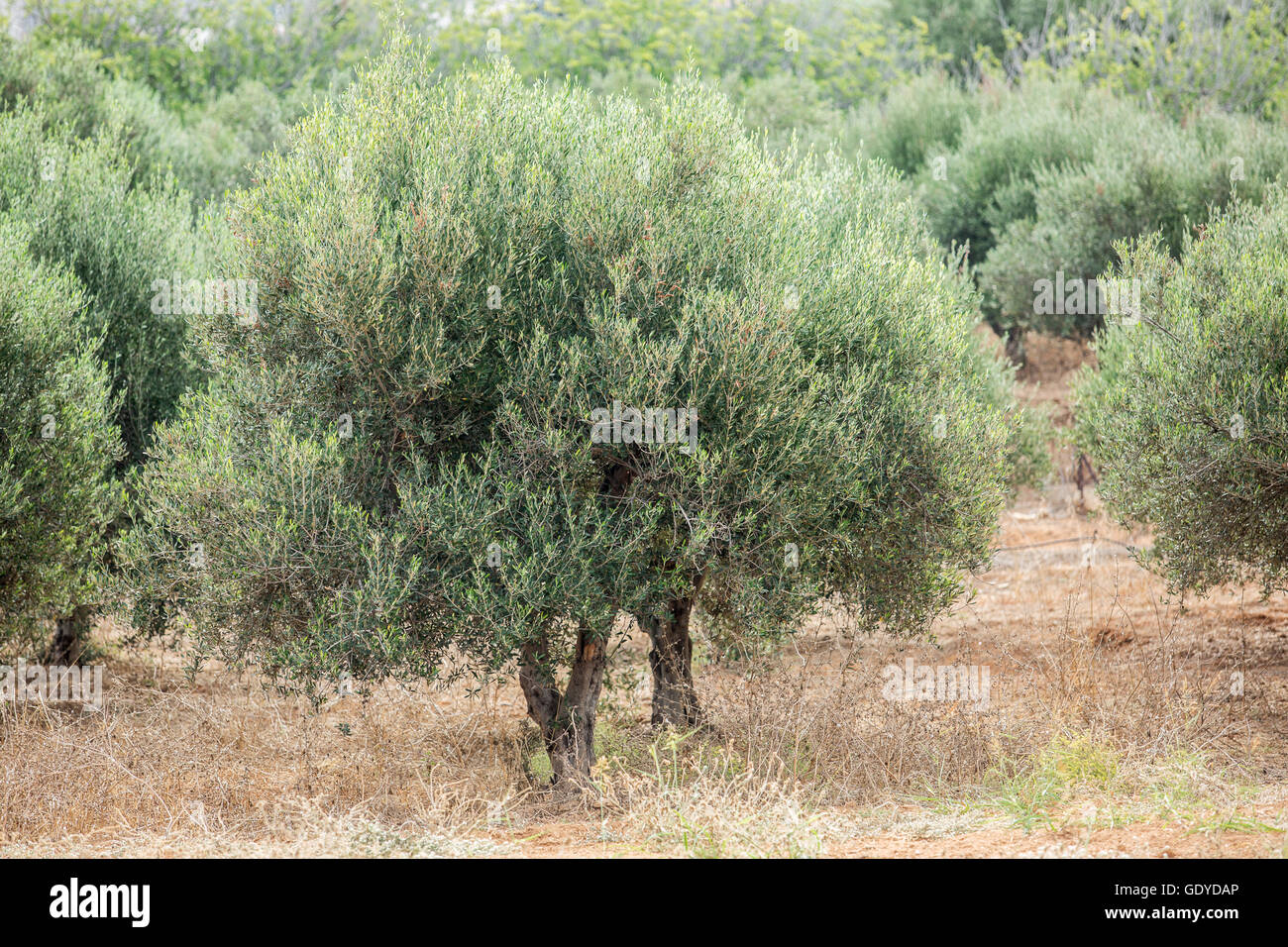 Olive trees garden. Long row of trees on the sky background. Stock Photo