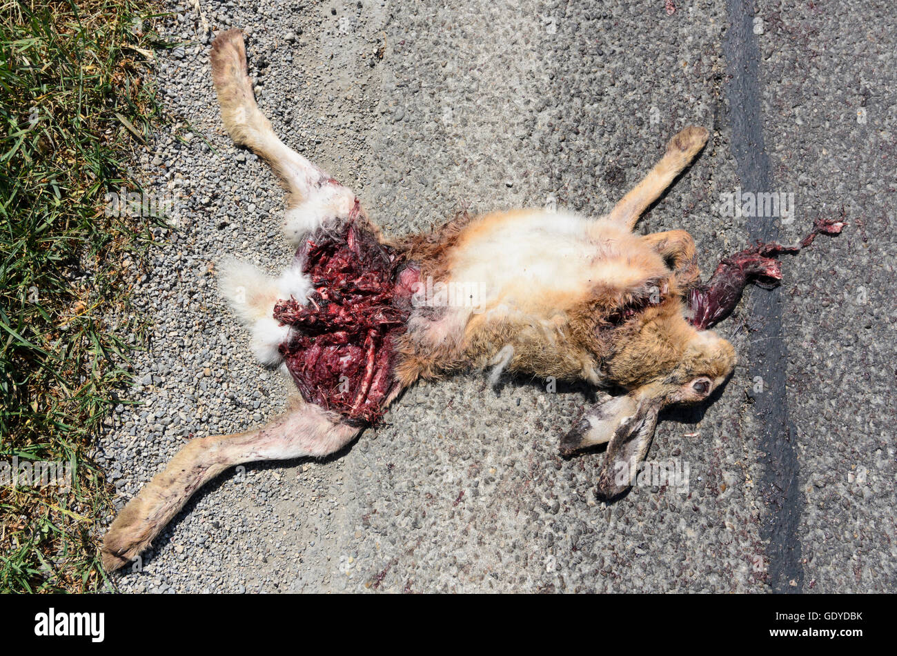 Markgrafneusiedl: on street run over hare ( Lepus europaeus ), Austria, Niederösterreich, Lower Austria, Donau Stock Photo