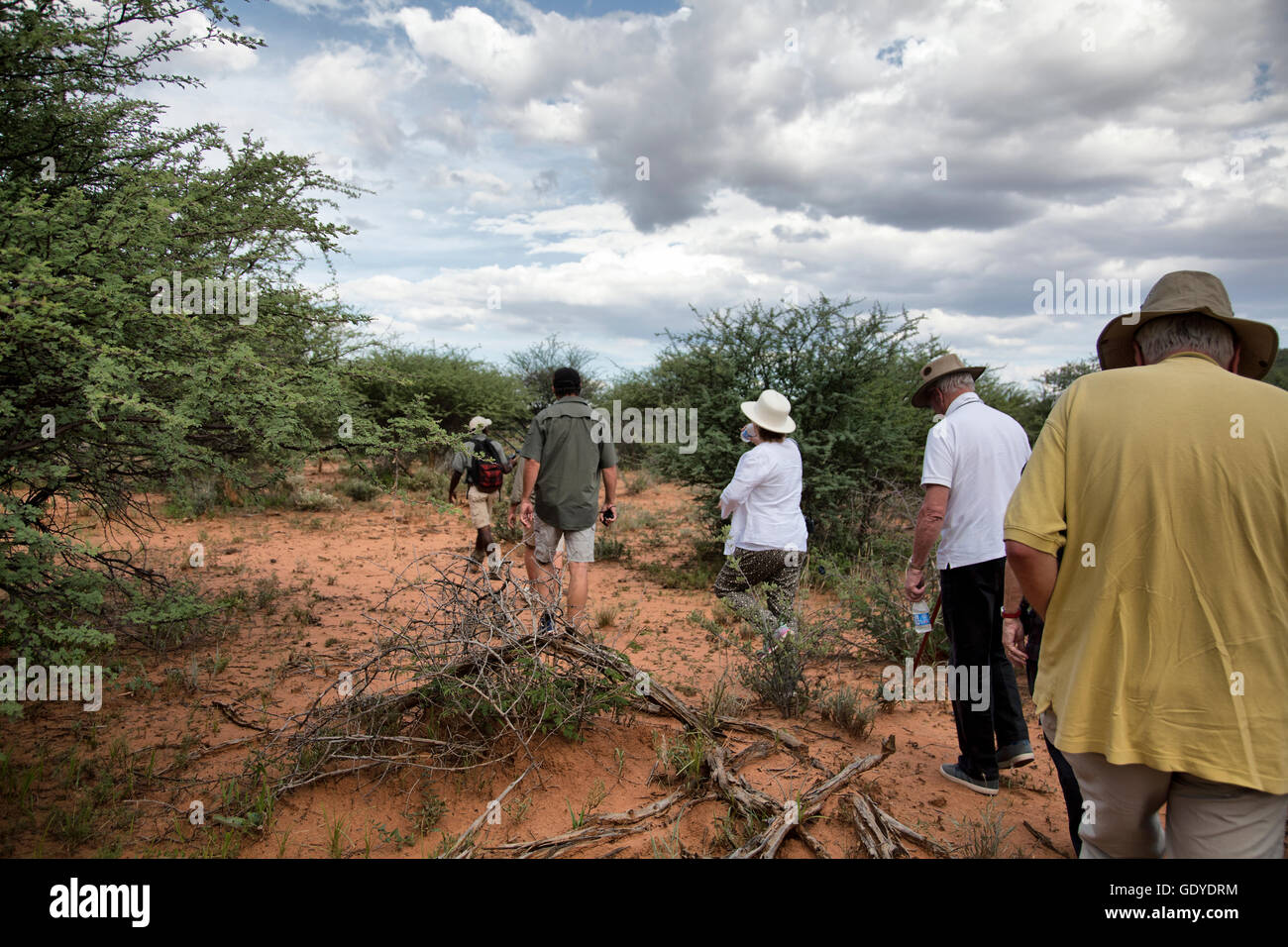 A Cheetah Walk at Okonjima in Namibia Stock Photo