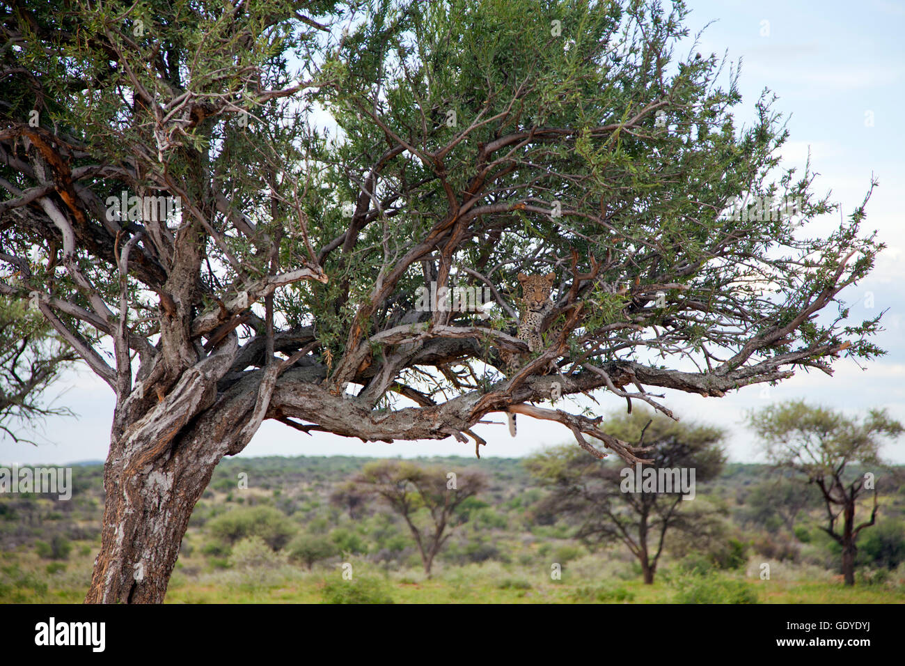 Leopard in tree at Okonjima Reserve in Namibia Stock Photo - Alamy
