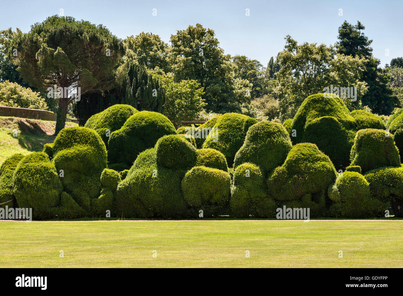 Rockingham Castle, Corby, Northamptonshire, UK. The 400 year old 'Elephant Hedge', a double row of clipped yew Stock Photo