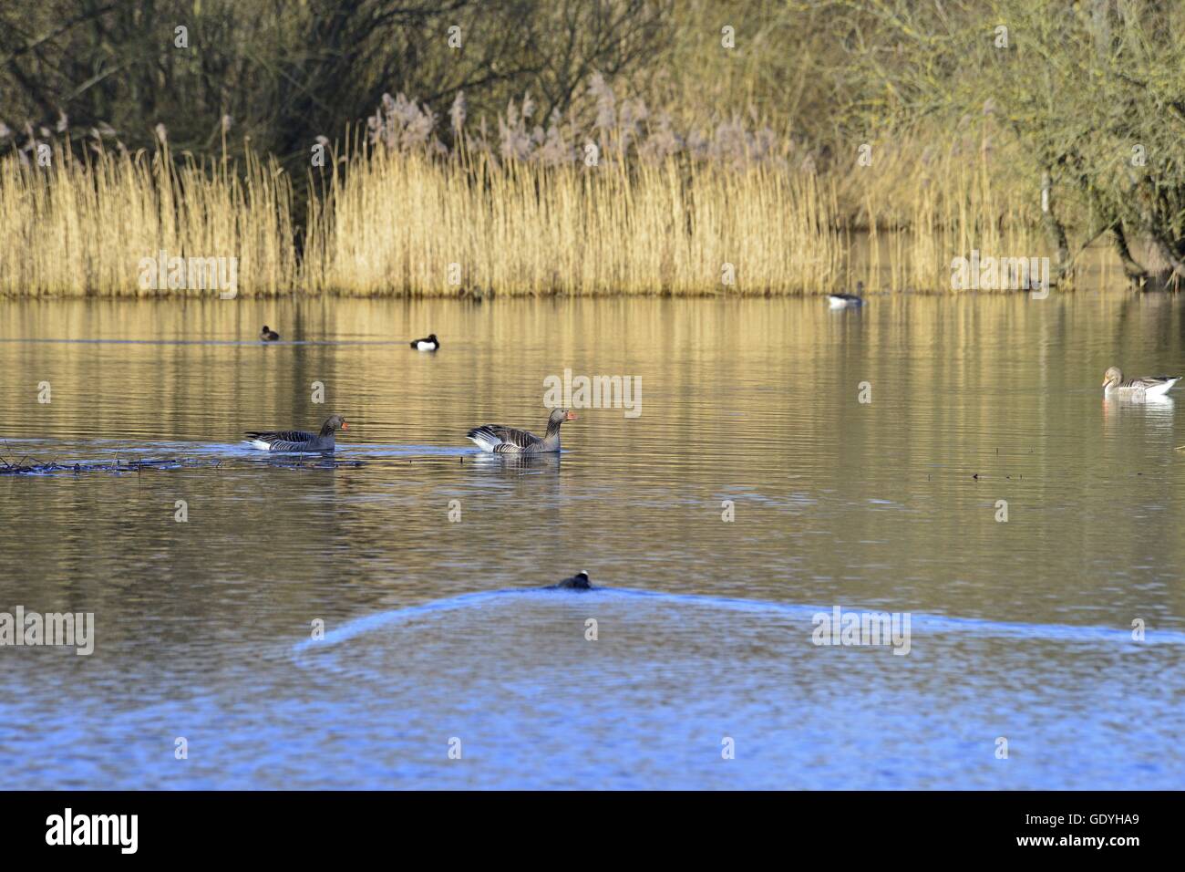 Grey gooses and other waterbirds on the water surface in Hanover's reserve Ricklinger Masch, 24 February 2015 | usage worldwide Stock Photo