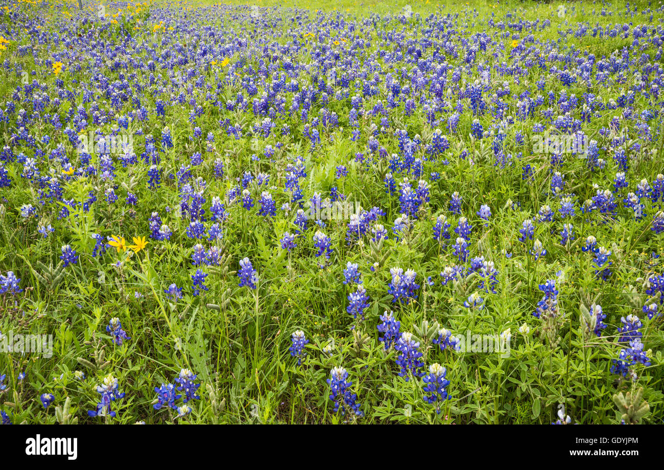 Field of bluebonnets (Lupinus texensis) in Hill Country, Texas, USA Stock Photo