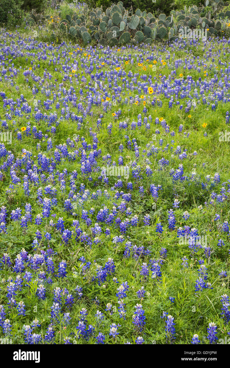Field of bluebonnets (Lupinus texensis) at Willow City Loop in Hill Country, Texas, USA Stock Photo