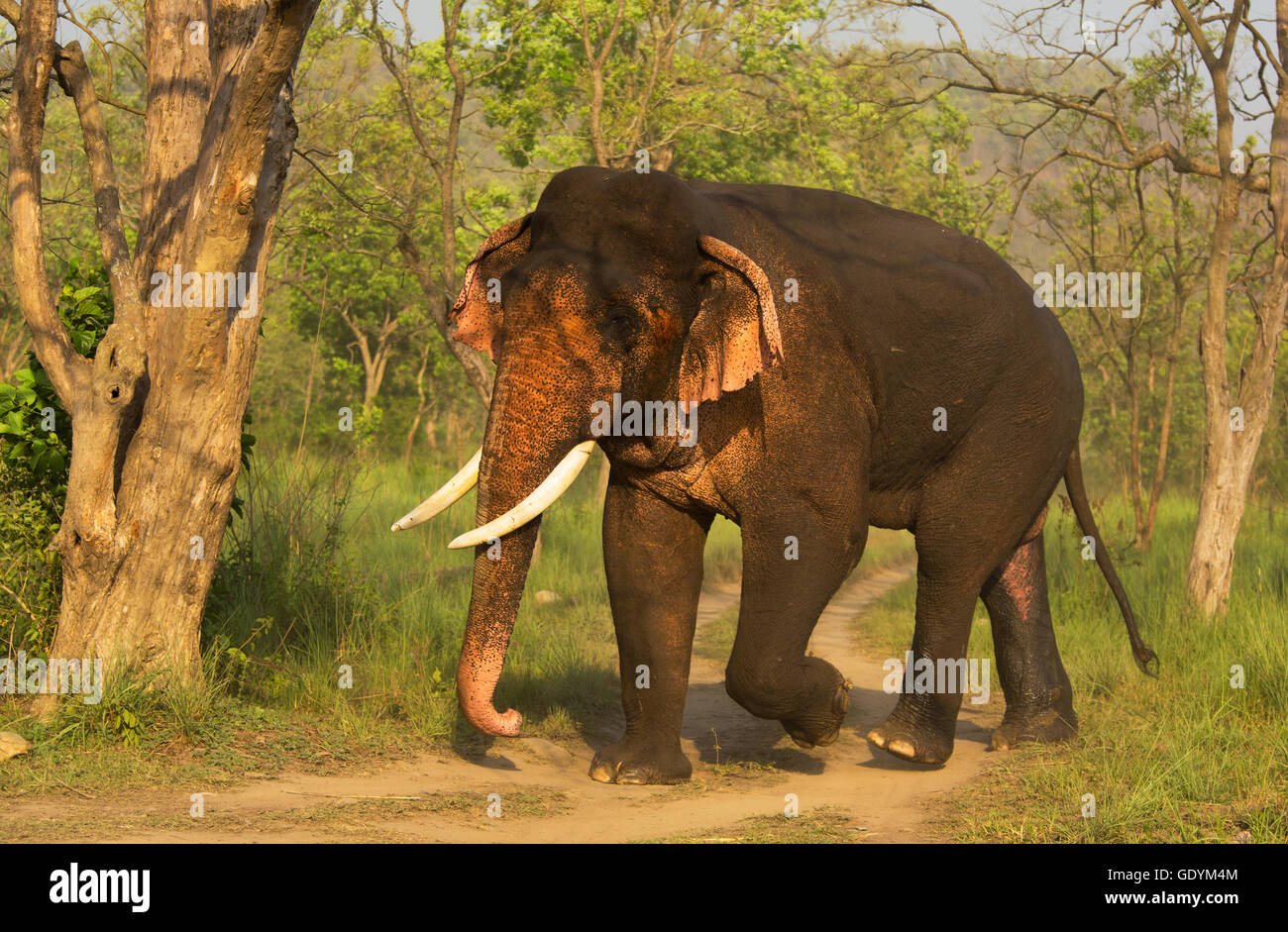 Tusker (Photographed in Corbett National Park, India) Stock Photo