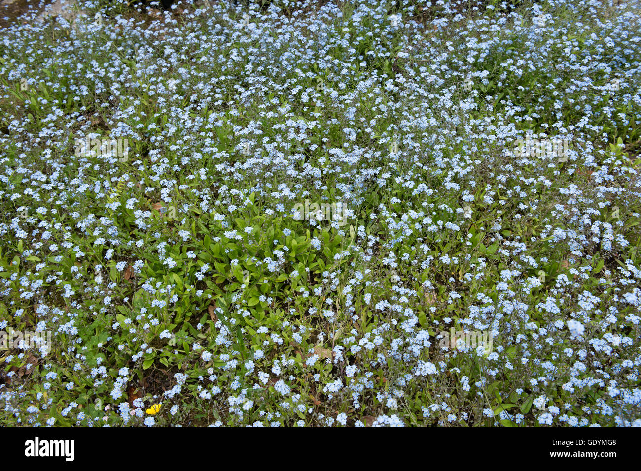 Carpet of Blue Flowering Myosotis (Forget me not) in a garden in Cheshire, England, UK Stock Photo
