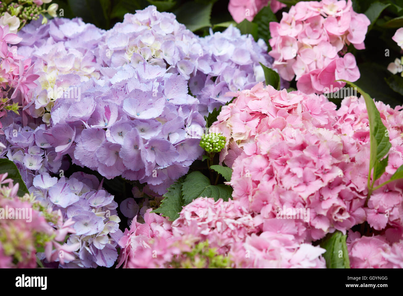 Hydrangea flowers background in pink and purple colors, Hydrangea ...