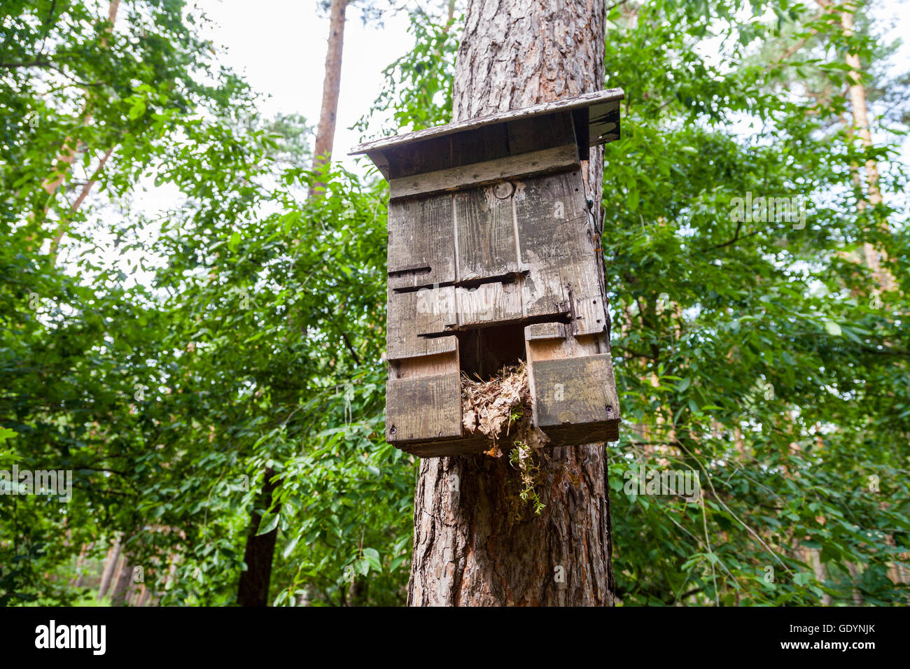 handmade birdtable in a wood Stock Photo