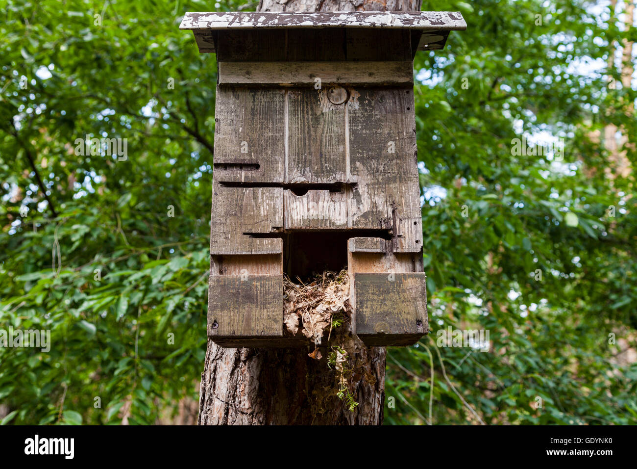 handmade birdtable in a wood Stock Photo