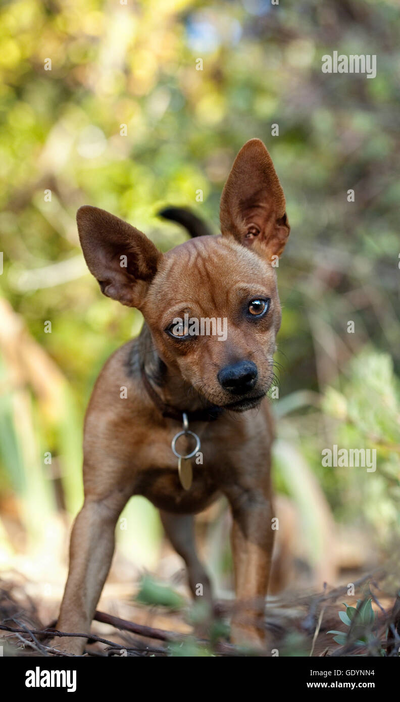 chihuahua rattler mix