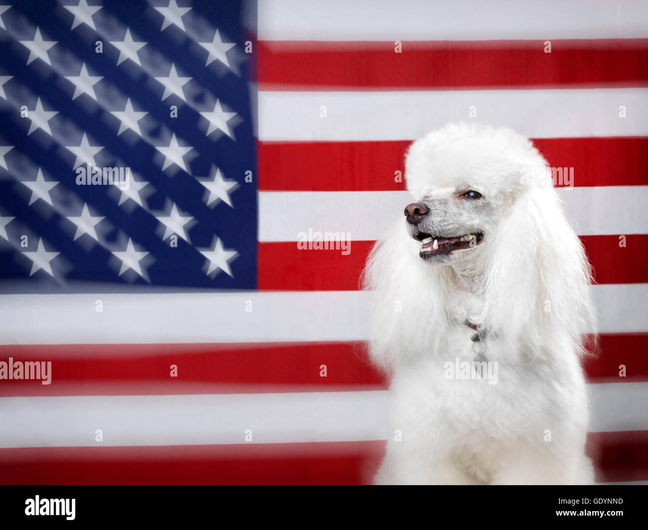 Poodle portrait with American Flag in background Stock Photo