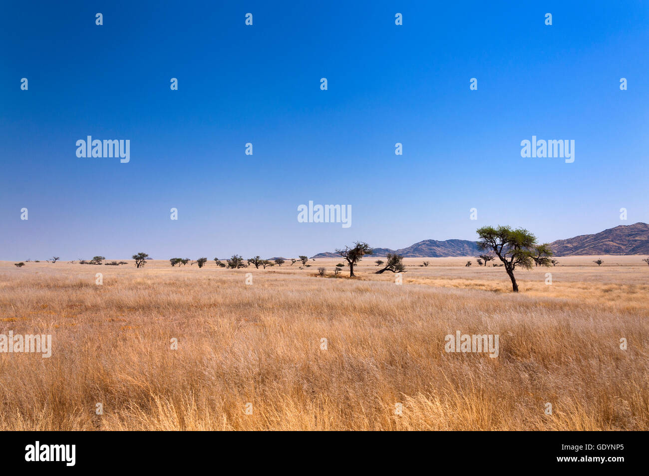 Savannah africa hi-res stock photography and images - Alamy