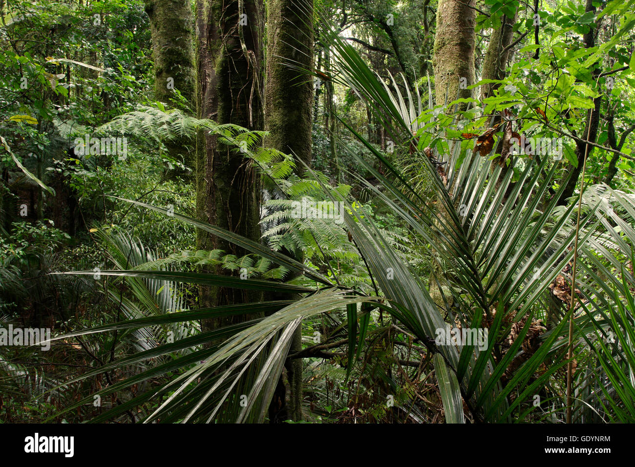 Lush green foliage in tropical jungle Stock Photo