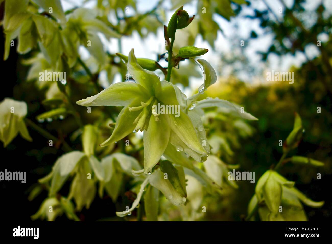 Close up white flowers hi-res stock photography and images - Alamy