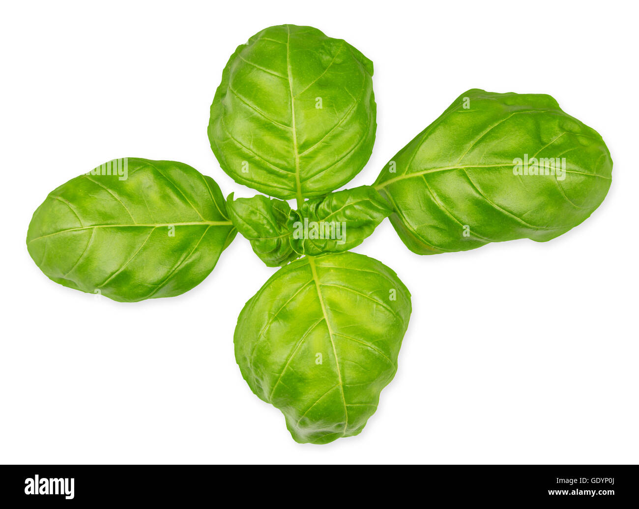 green basil herb leafs isolated on white background Stock Photo