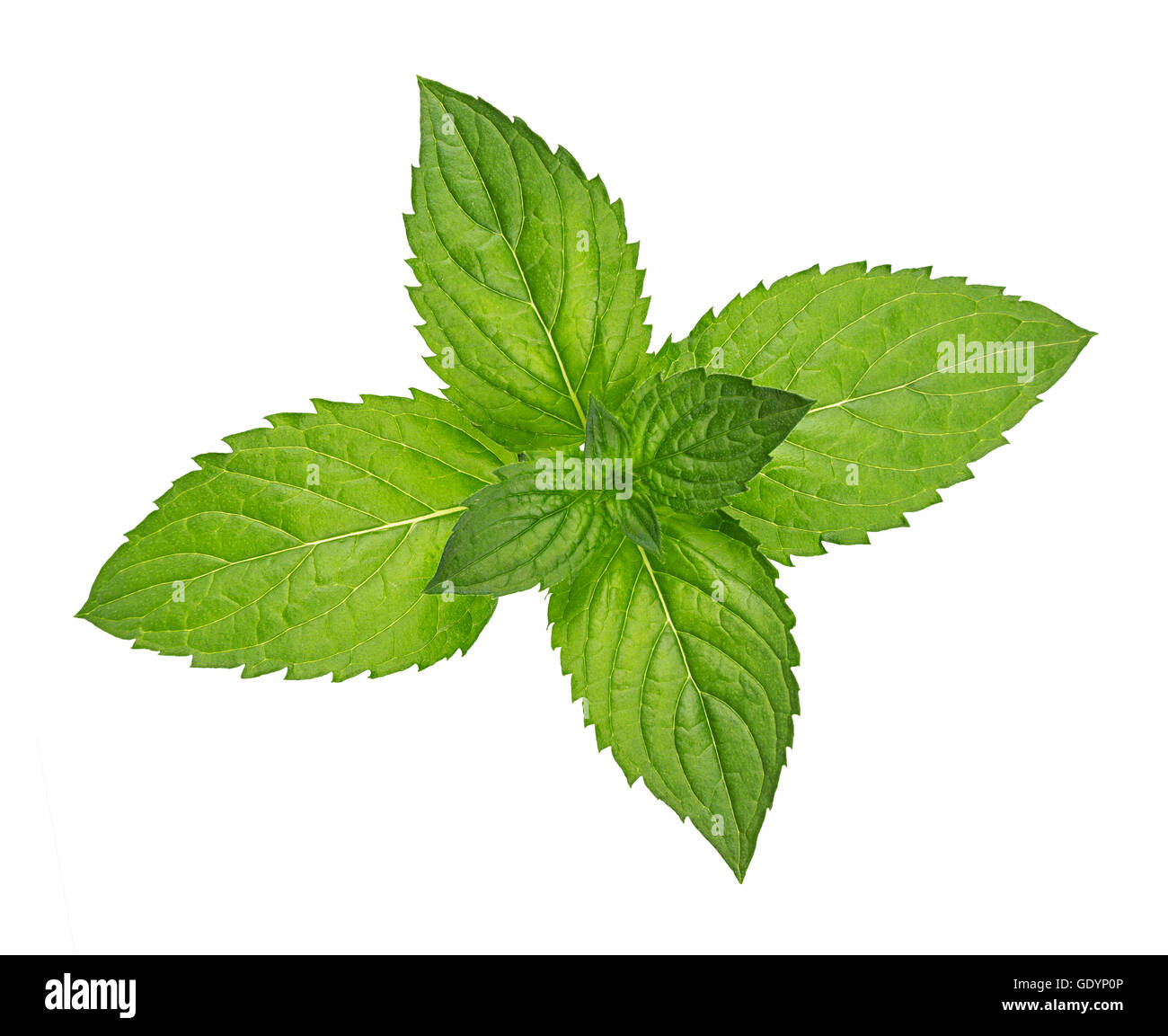 green peppermint herb leafs isolated on white background Stock Photo