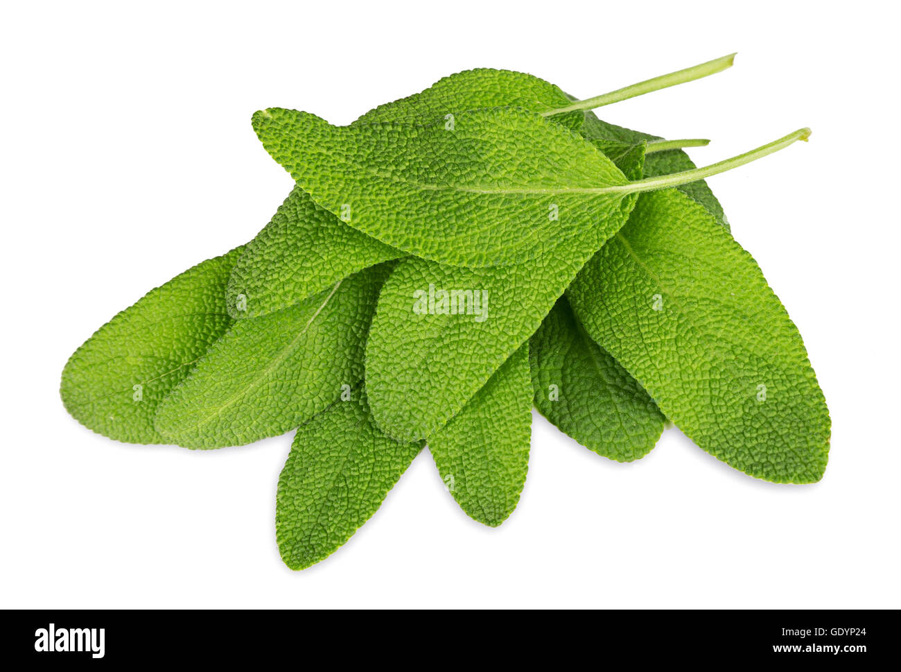green sage herb leafs isolated on white background Stock Photo