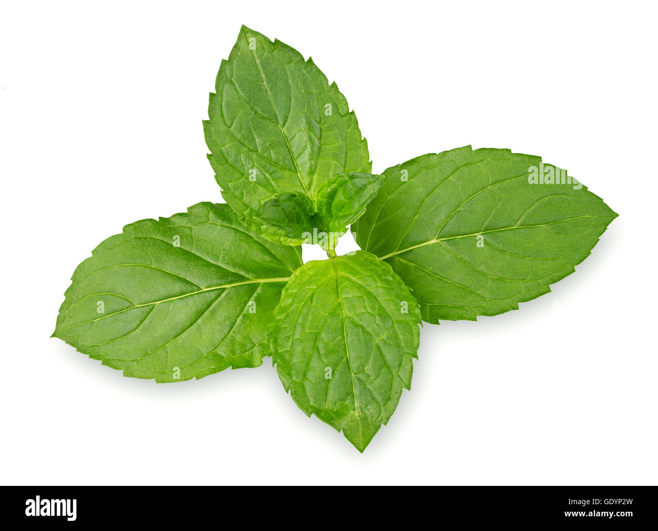 green min leaf herb isolated on white background Stock Photo