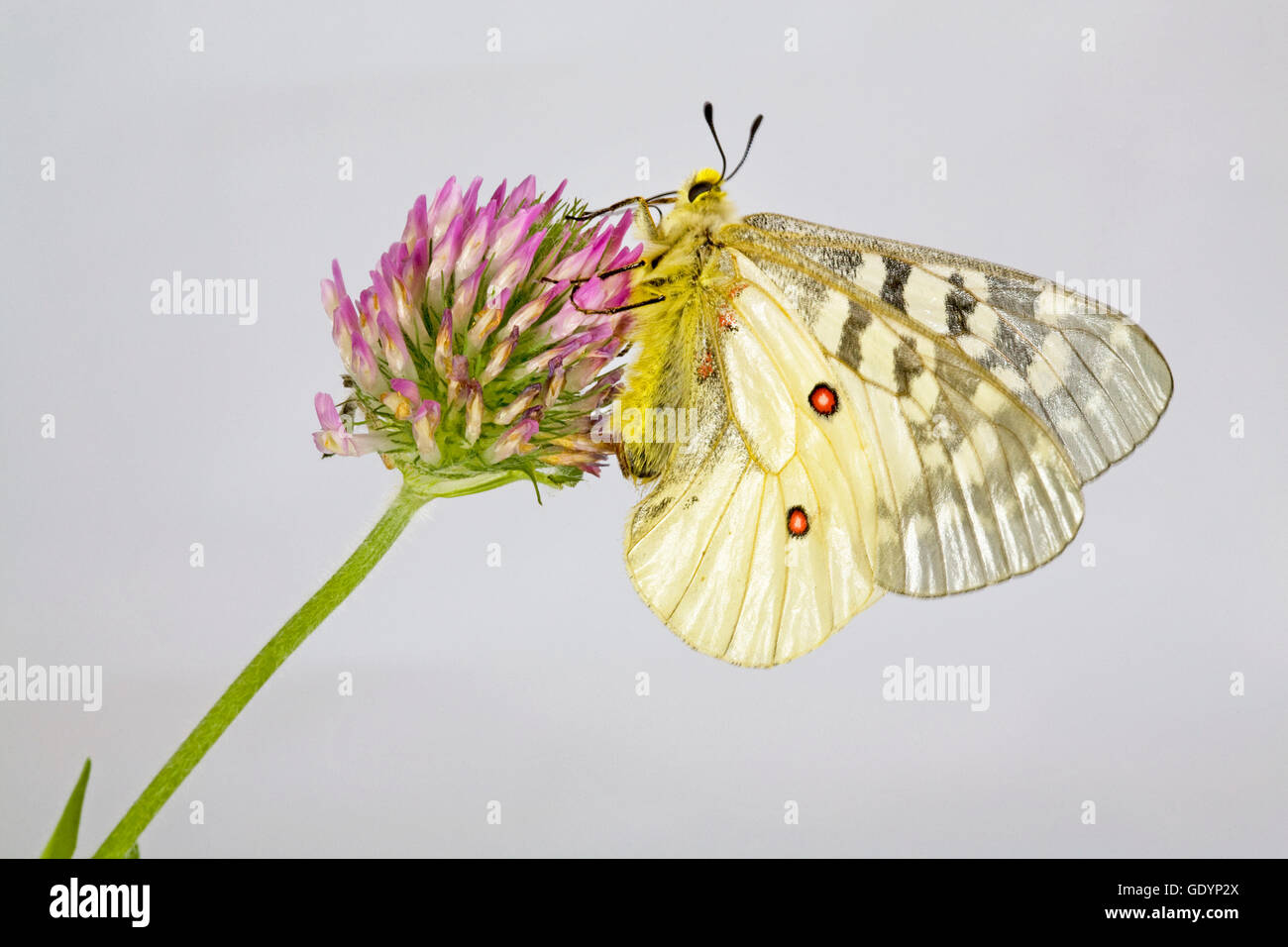 The American Apollo butterfly, Parnassius apollo, on a wildflower near Camp Sherman in the Oregon Cascade Mountains. Stock Photo