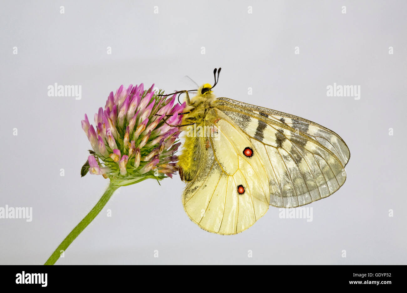 The American Apollo butterfly, Parnassius apollo, on a wildflower near Camp Sherman in the Oregon Cascade Mountains. Stock Photo