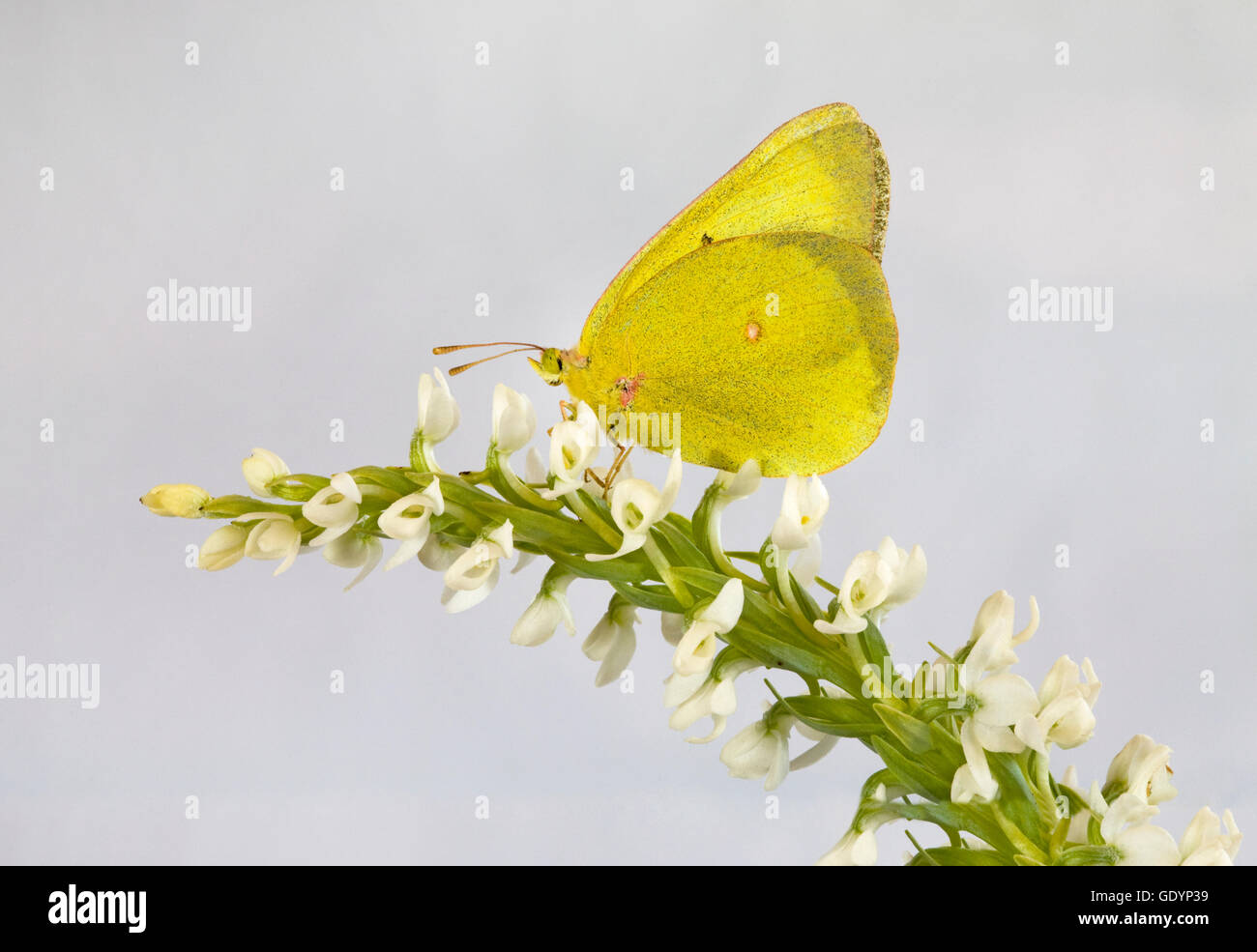 A clouded sulphur butterfly, Colias philodice, taking nectar from a flower Stock Photo