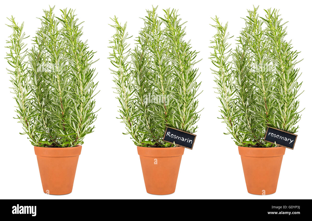 row of rosemary herbs in pots isolated on white background Stock Photo