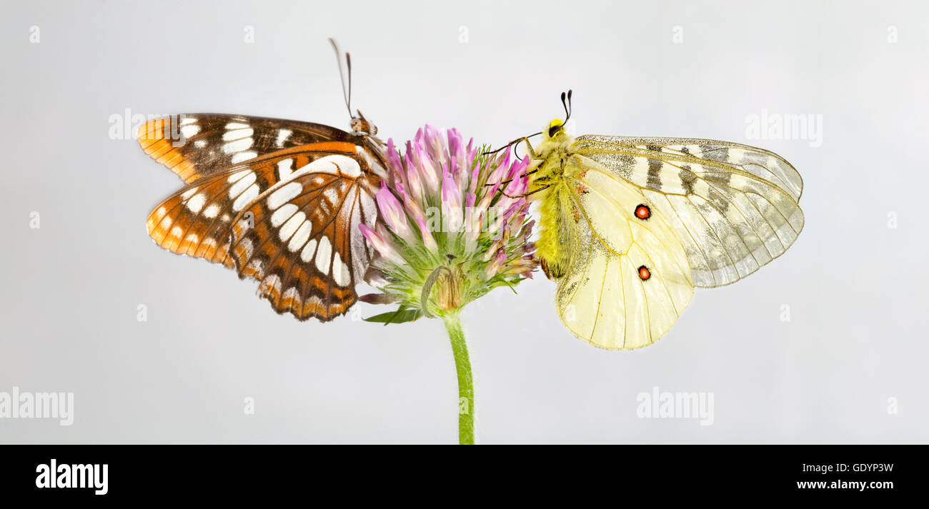 A Lorquin's Admiral (Limenitis lorquini) butterfly, and  an American Apollo butterfly along the Metolius River in the Oregon Cas Stock Photo