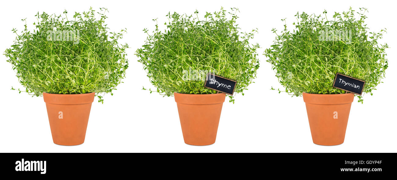 row of thyme herbs in pots isolated on white background Stock Photo