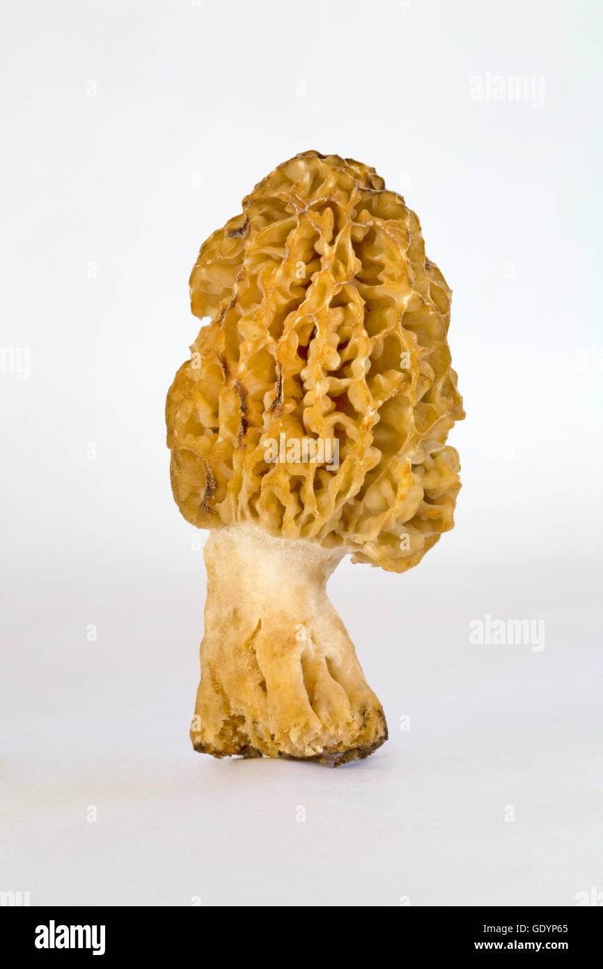 Detail of a yellow or golden morel, Morchella esculenta, among the most sought after edible mushrooms in the world. This one was Stock Photo