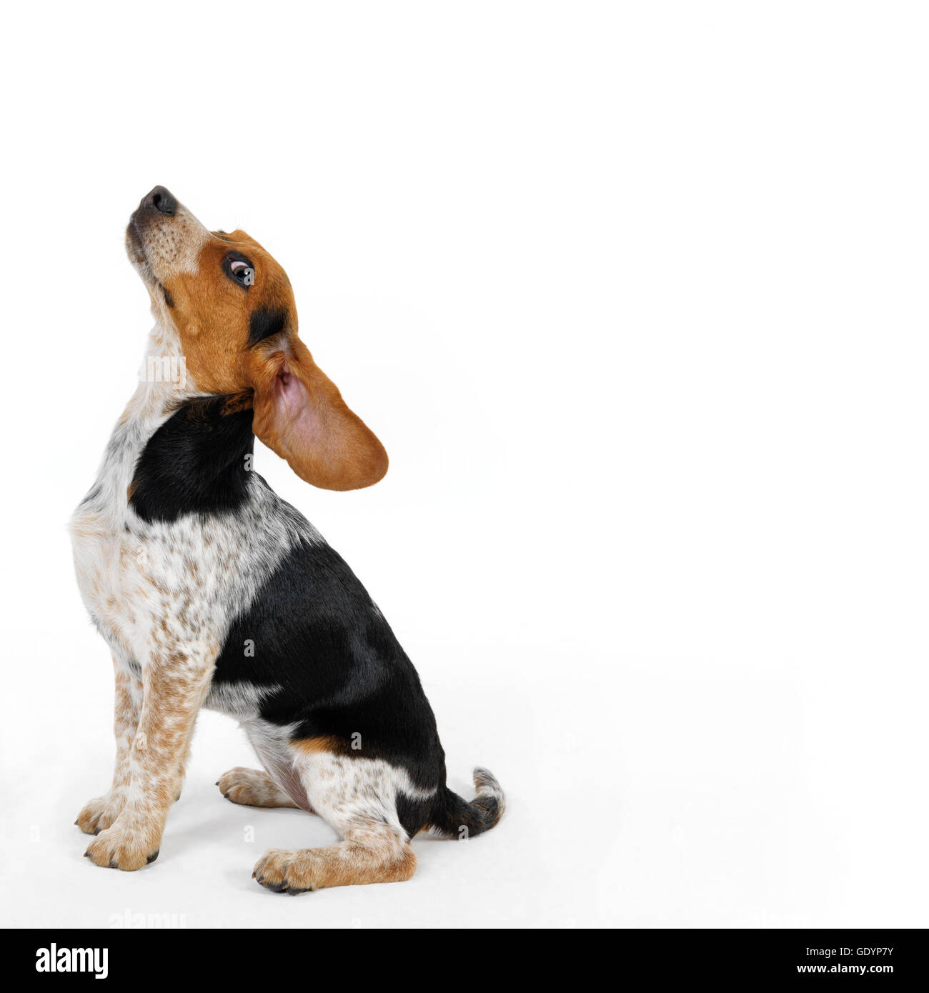 Beagle Puppy sitting in profile with head eye looking into camera. Stock Photo