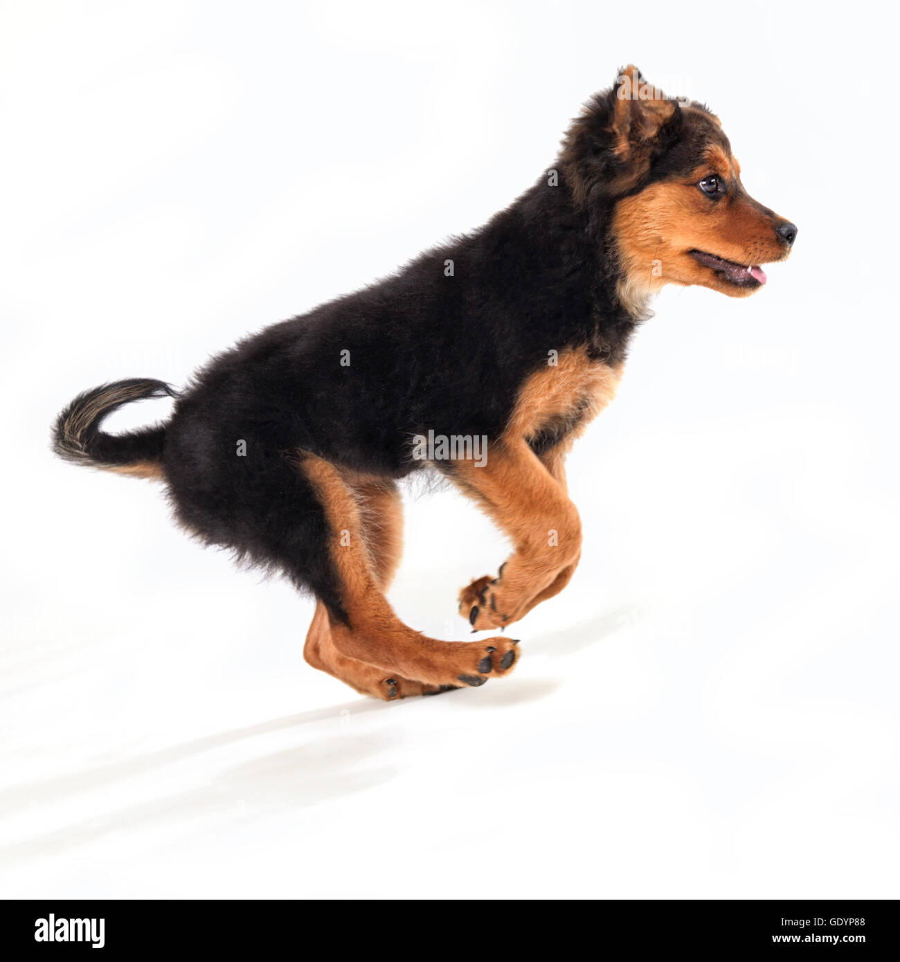 Mixed breed puppy running profile against white background. Stock Photo