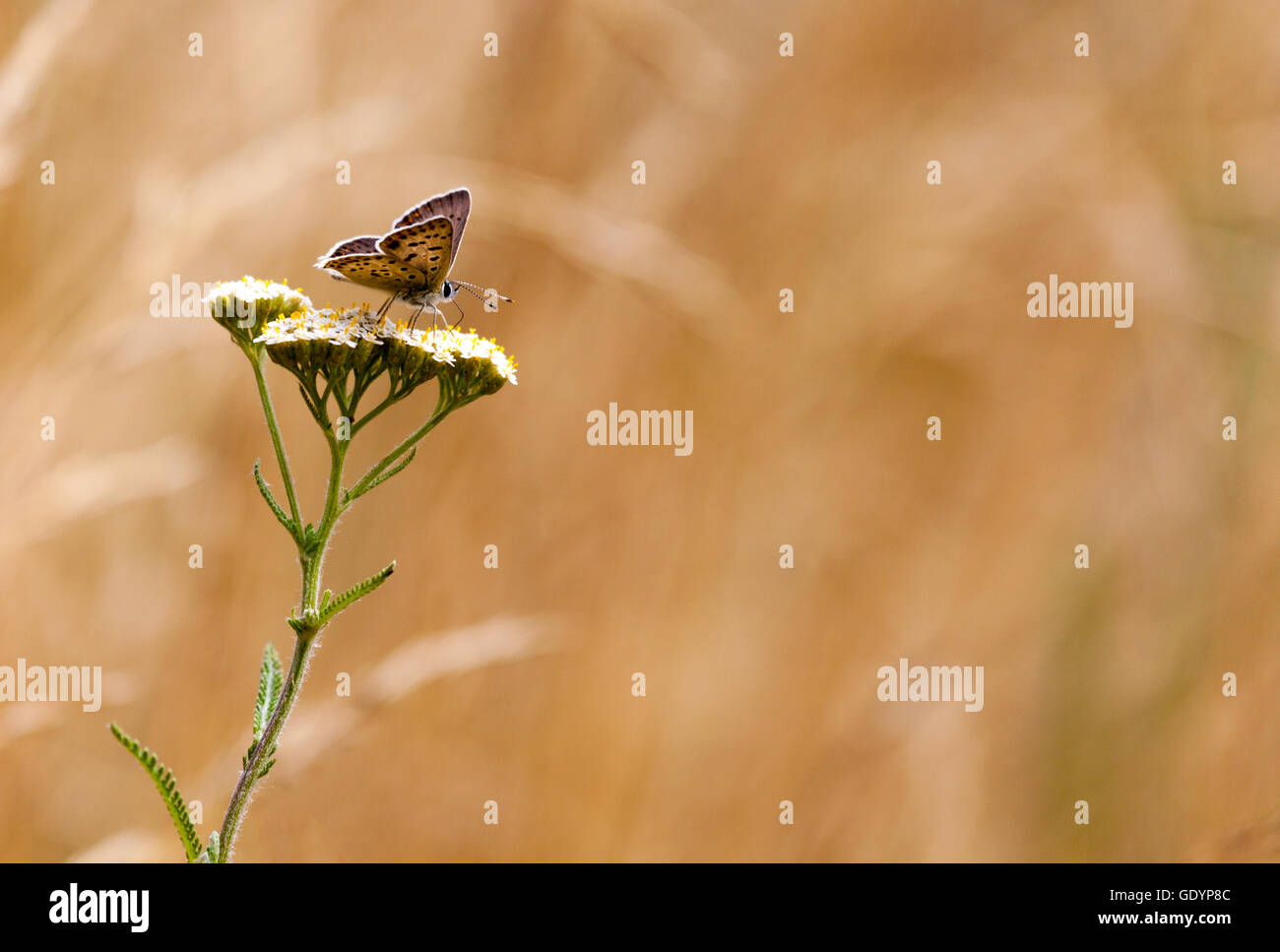 Aphantopus hyperantus, brown forest bird butterfly Stock Photo