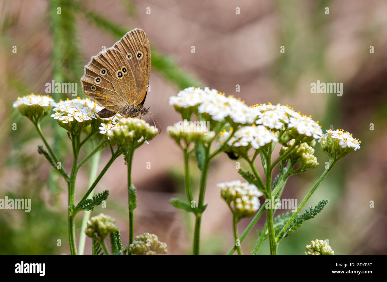 Aphantopus hyperantus, brown forest bird butterfly Stock Photo