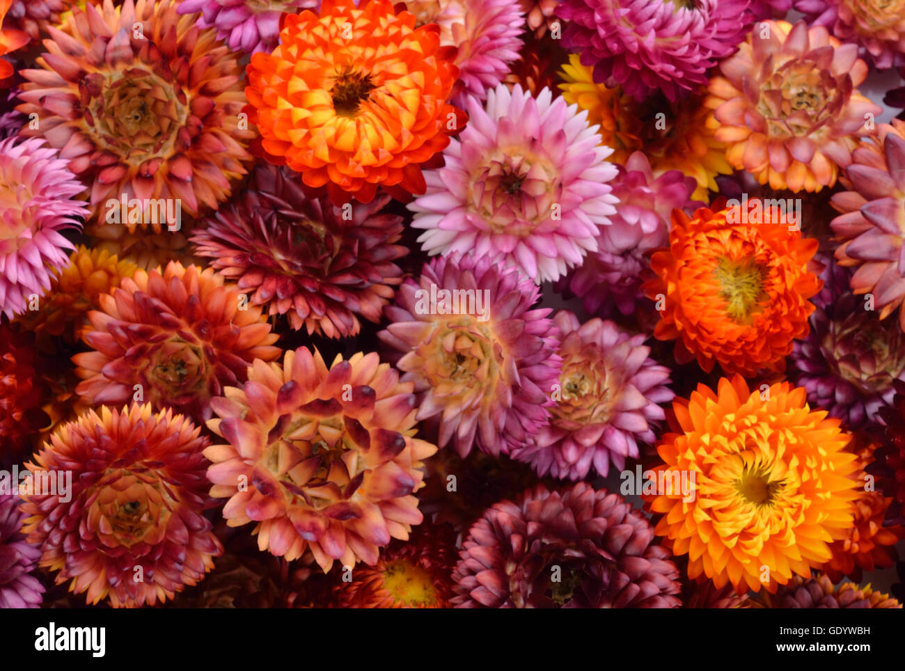 Everlasting flower background Stock Photo