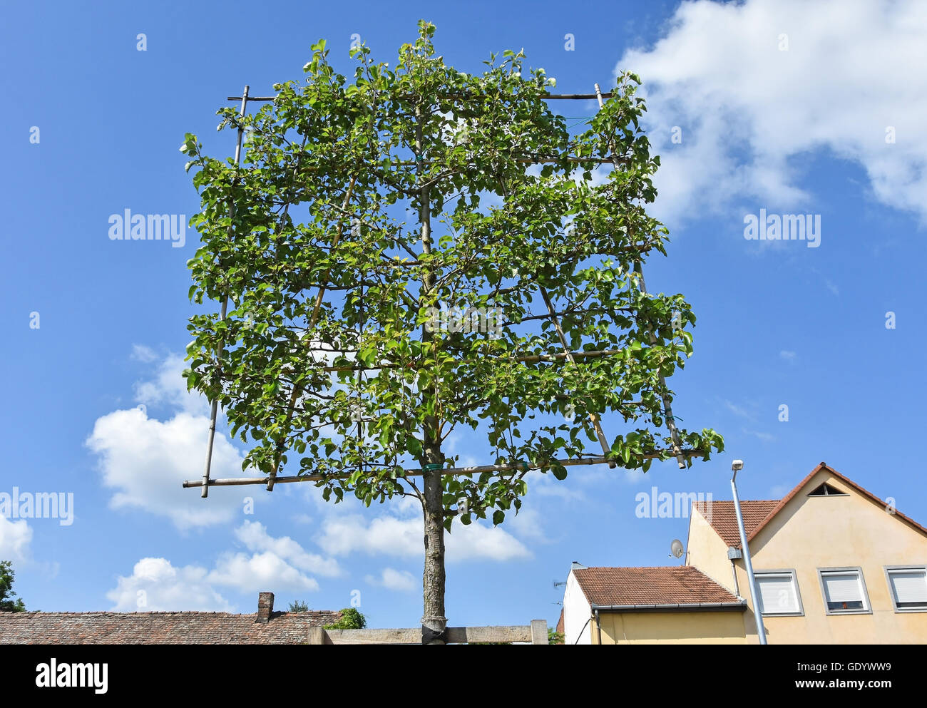 Deciduous tree city wall hi-res stock photography and images - Alamy