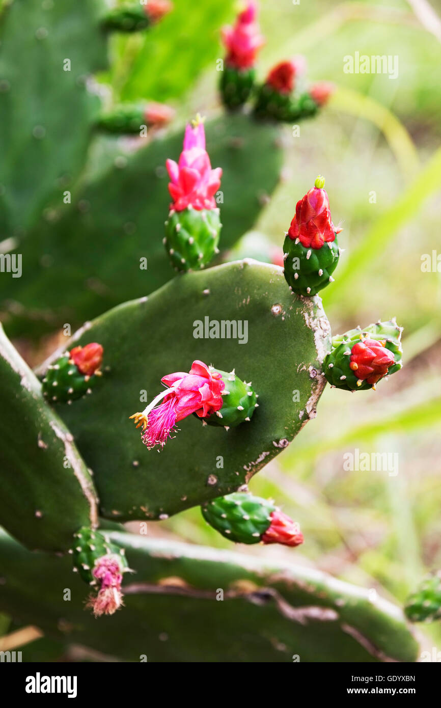 Close-up of red prickly pear cactus flower, Caripe, Monagas, Venezuela Stock Photo