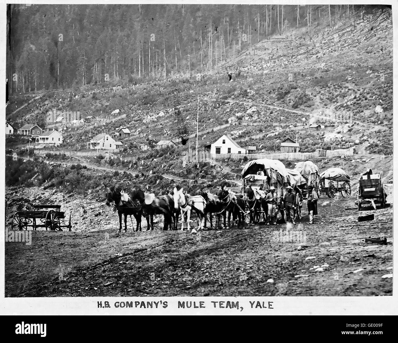 HUDSON BAY COMPANY mule team at Yale, British Columbia on a postcard about 1865. Photo Frederick Dally   Dally, Frederick Stock Photo
