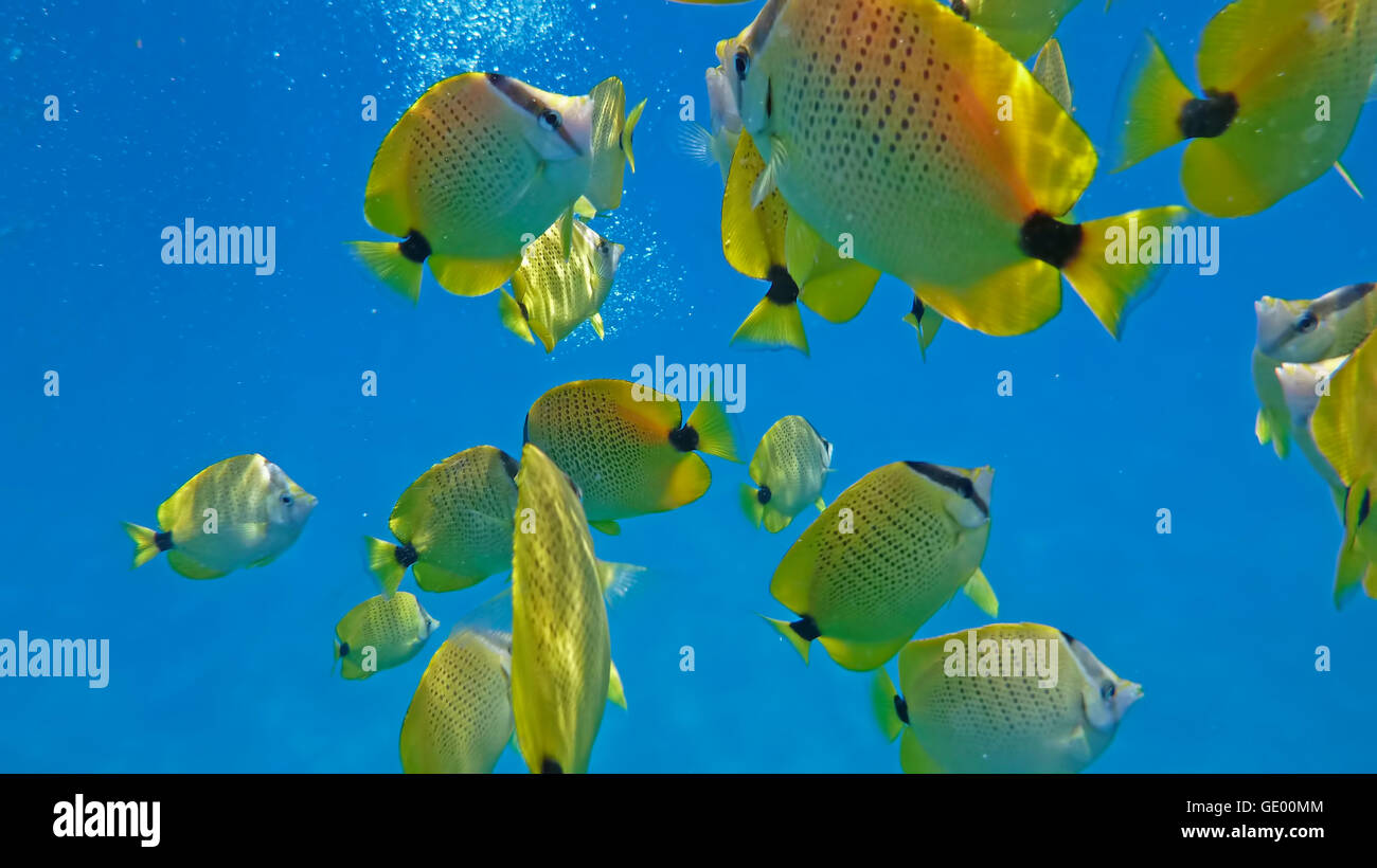 Snorkeling and scuba diving with yellow colorful tropical reef fish Stock Photo
