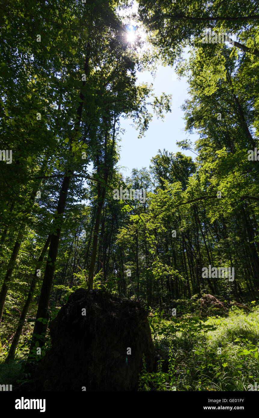 Hardegg: Beeches ( Fagus sylvatica ) in the National Park Thayatal - Podyji, Austria, Niederösterreich, Lower Austria, Weinviert Stock Photo