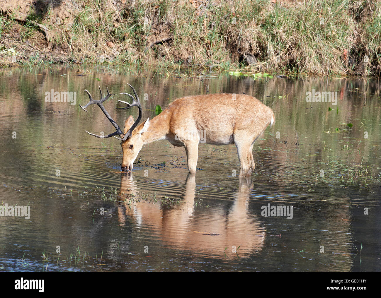 Barasingha / Swamp Deer eating vegetation in a lake Stock Photo Alamy