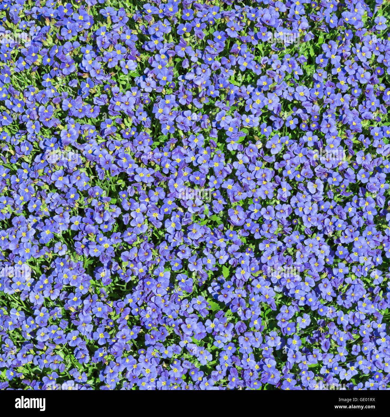 Square floral background with multiplicity wild small blue flowers of Aubrieta Stock Photo
