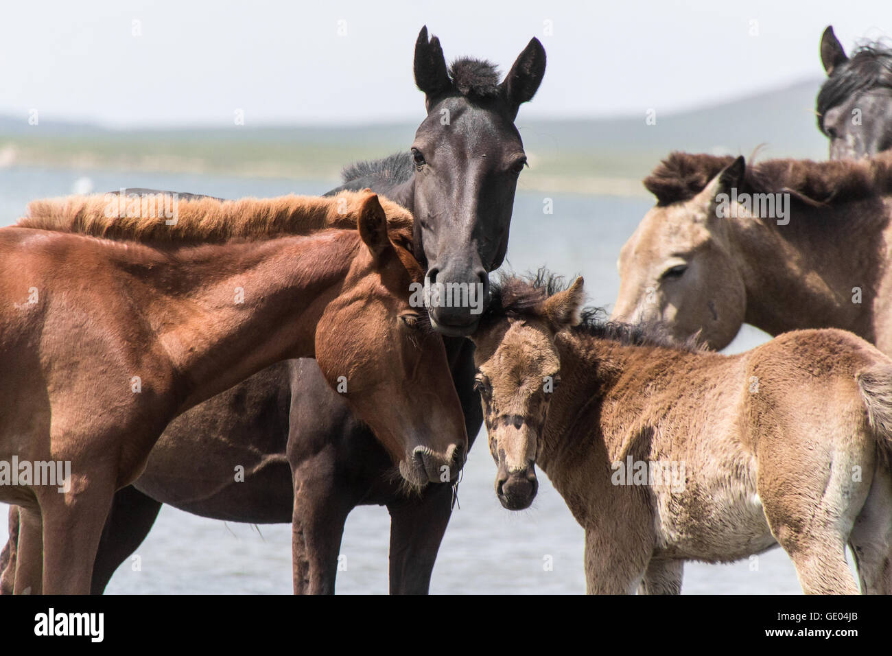 Horse Family near lake Stock Photo