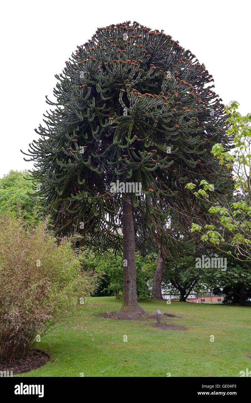 my grandparents monkey puzzle tree, 80+ ft. they are selling the place, im  going to miss it : r/matureplants