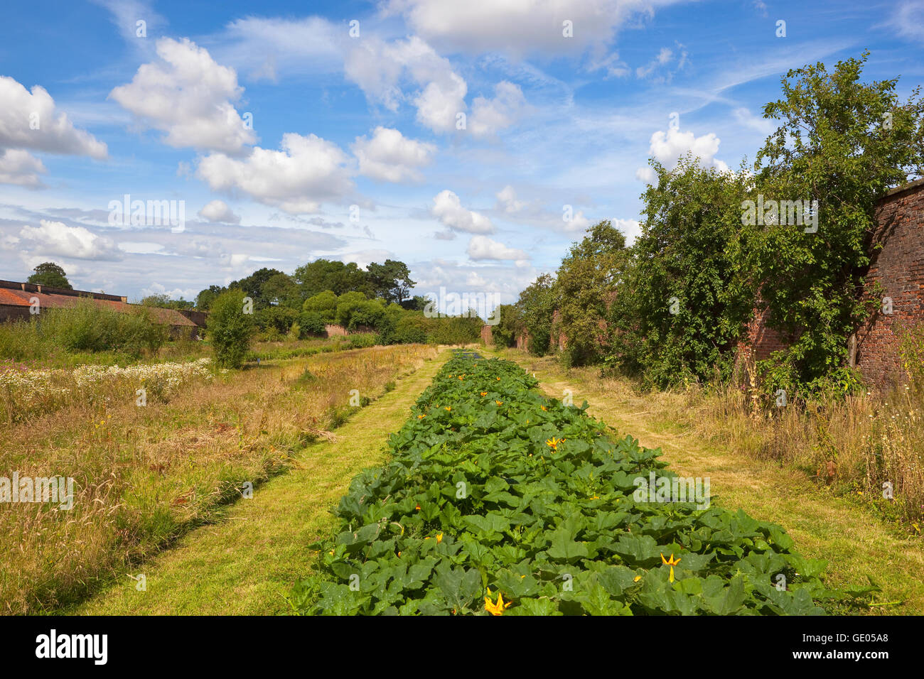 Organic pumpkin and squash plants with old fruit trees and a wildflower