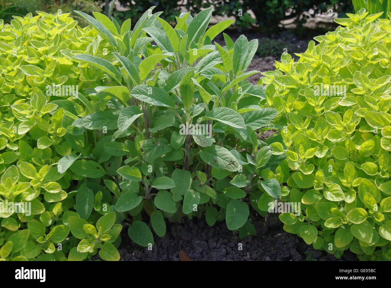 Herb potager garden hires stock photography and images Alamy