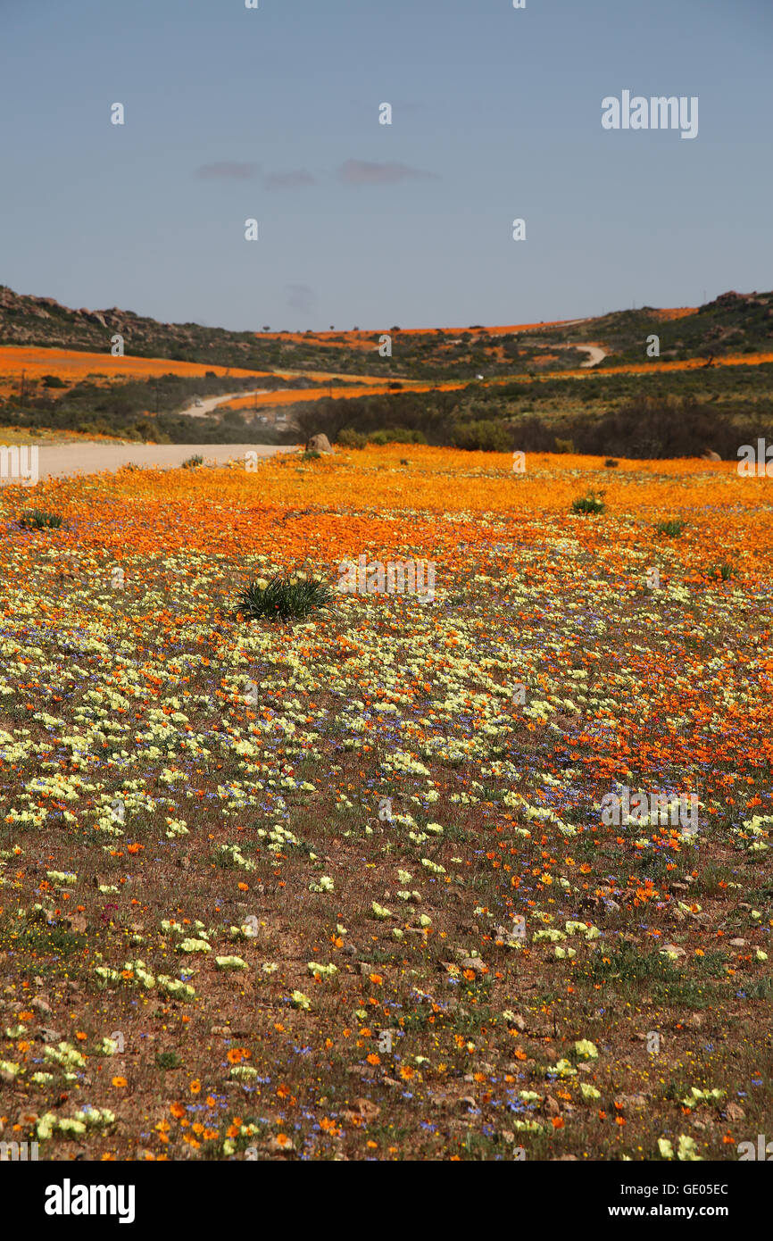 Winding gravel road amid colourful wild flowers of Namaqualand during rainy season near Kamieskroon, Northern Cape, South Africa Stock Photo