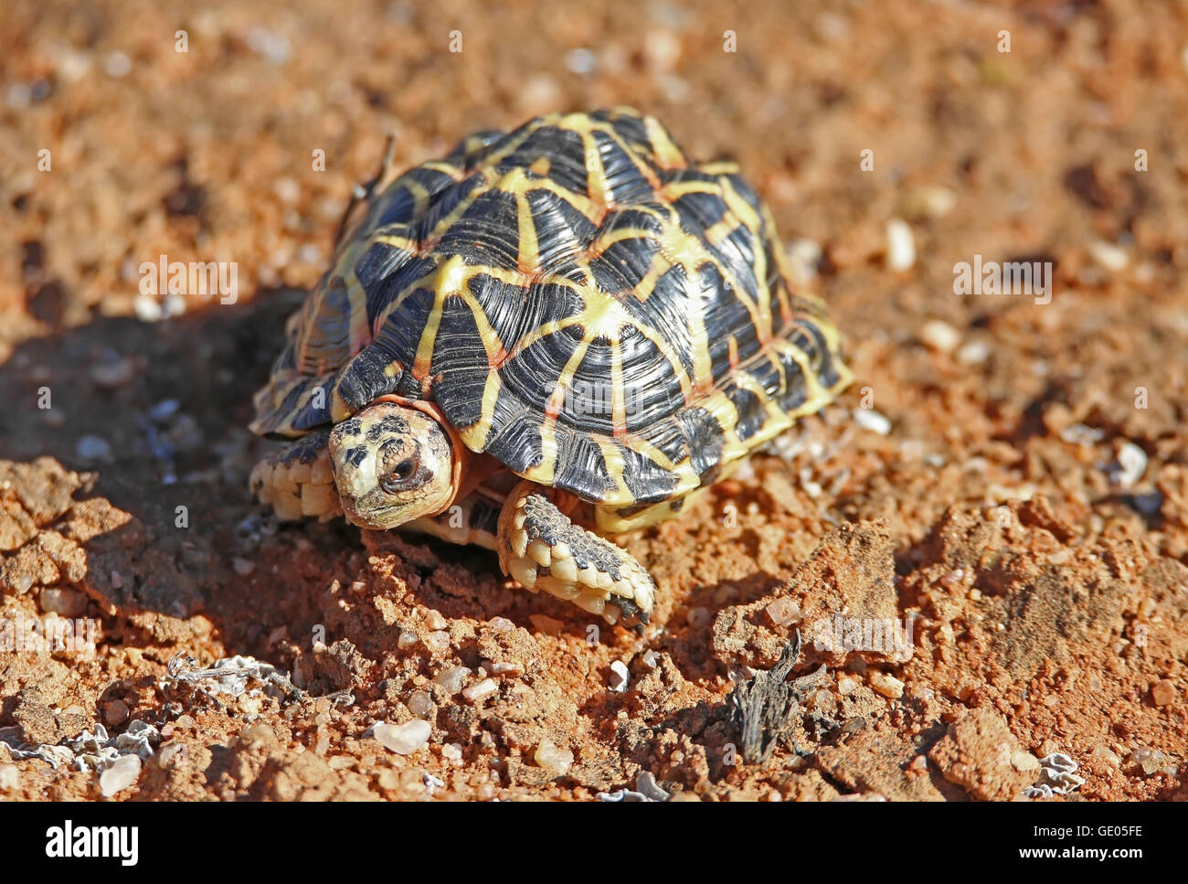 A Namaqualand Tent tortoise (Pammobates tentorius) walking on bed of quartz Stock Photo