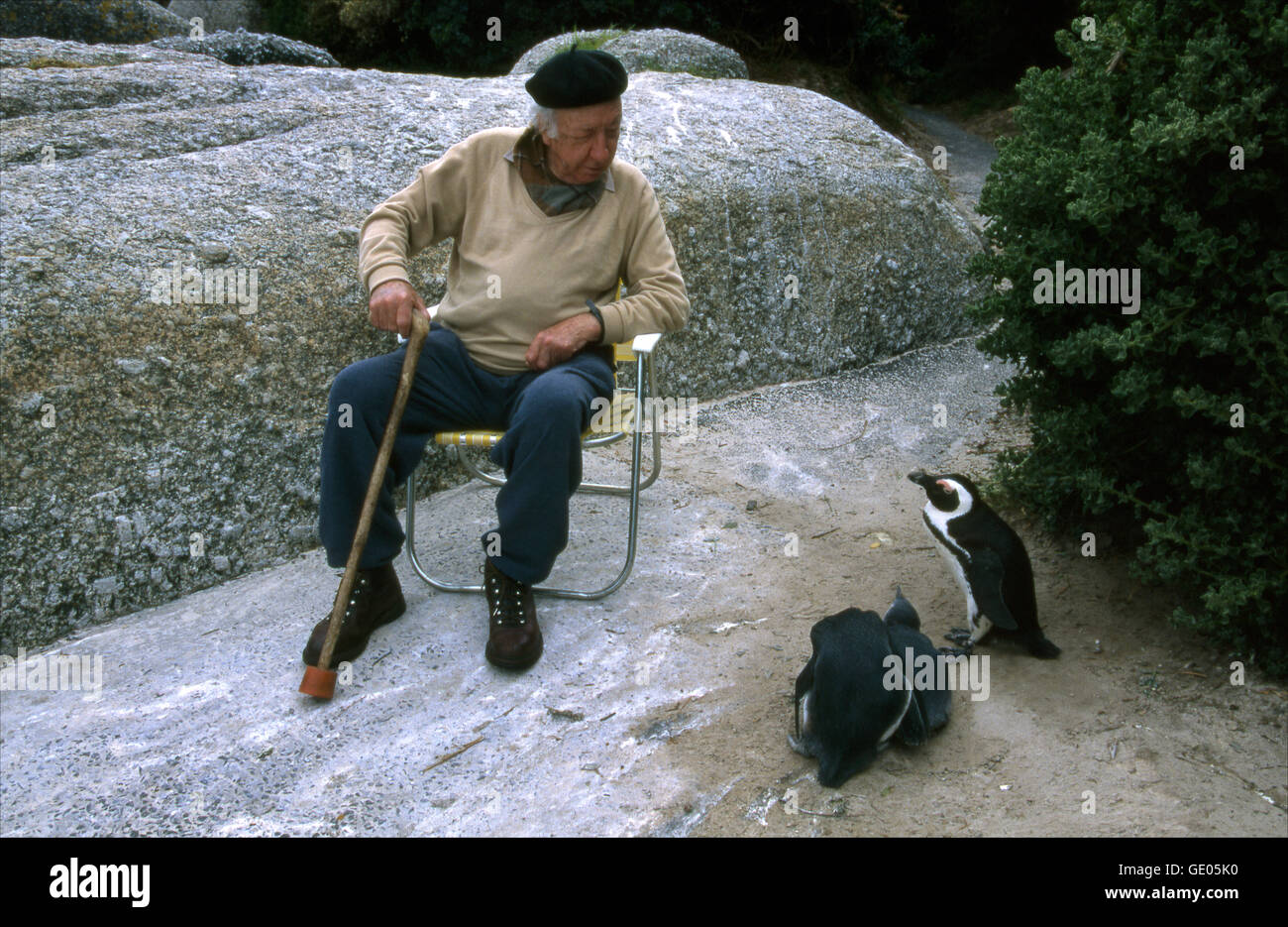 An elderly man converses with a Jackass penguin at Simonstown in the Cape Peninsula, South Africa. Stock Photo