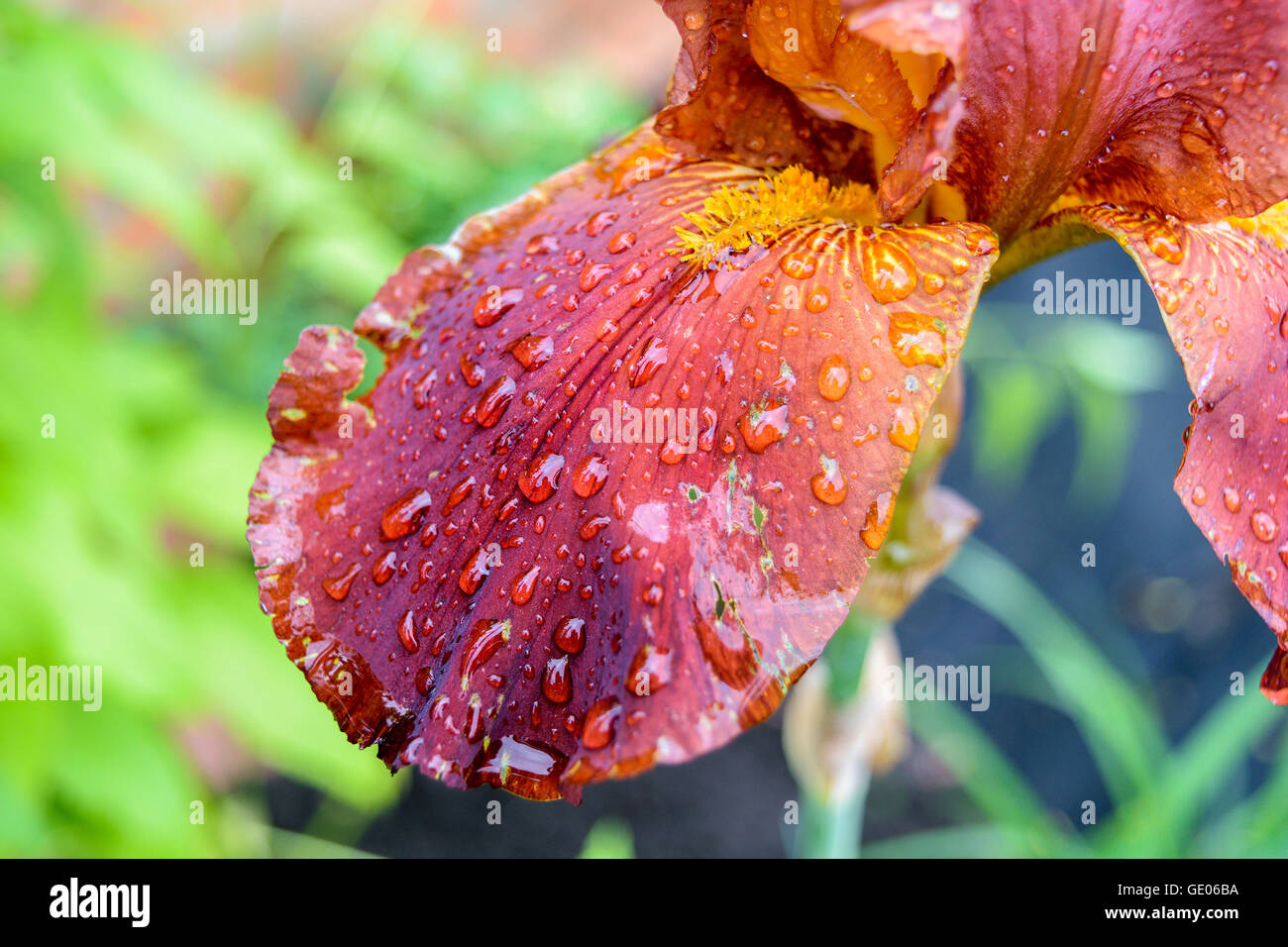 Close iris flower petal covered with drops of rain or dew Stock Photo
